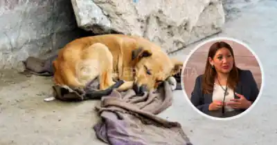 El pedido de una médica que remueve la conciencia en Salta: ¿castigos ejemplares para el maltrato animal?