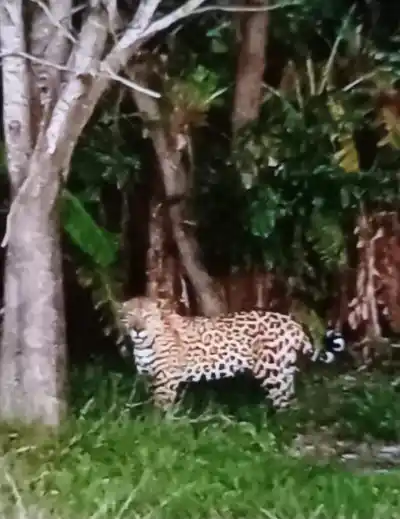 Avistajes de yaguaretés en Corrientes: el plan secreto para evitar el pánico