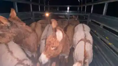 Los atraparon con una docena de burros robados: el detalle que los delató