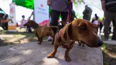 Caucete: jornada gratuita de sanidad animal para perros y gatos