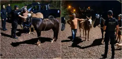 Robaron dos caballos en Oberá y el hallazgo en un descampado sorprendió a los investigadores