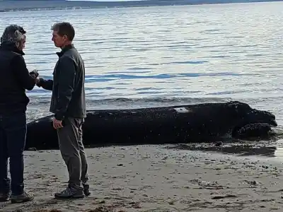 Segunda ballena muerta en Puerto Madryn: un misterio que crece en la costa