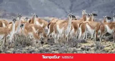 El asombroso número de guanacos que podría haber en Santa Cruz en 2026