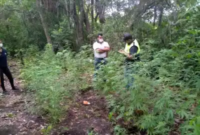 25 Plantas de Marihuana halladas en un Ingenio de Monteros
