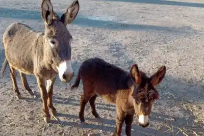 Doce burros secuestrados en un operativo que terminó con un giro inesperado