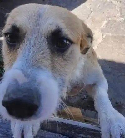 El perro "Perejil" dejará Chubut: el traslado que podría cambiar el rumbo de la causa por Alma