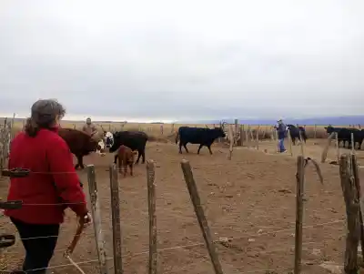 ¿Qué encontraron los veterinarios en el establecimiento Sol de Mayo?