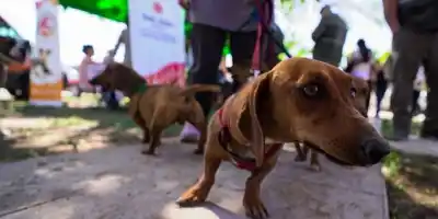 Caucete: jornada gratuita de salud animal con vacunas y antiparasitarios