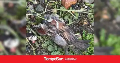 Explosión en un transformador de Río Gallegos: la insólita causa que dejó sin luz a un barrio