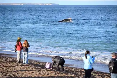El plan de Puerto Madryn para que los vecinos vean ballenas sin pagar un peso