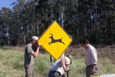 Advierten sobre el cruce de animales en una ruta correntina: ¿qué señalización instalaron?