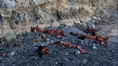 Hallan animales faenados y abandonados en un punto clave del dique Cuesta del Viento