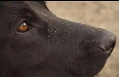 Un vecino de Rawson lanzó veneno para matar perros y ahora podría pasar 5 años en prisión