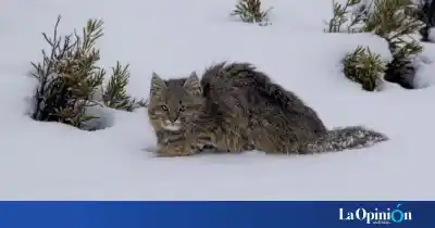 Apareció un felino único en la nieve de Santa Cruz: la especie que pocos conocen