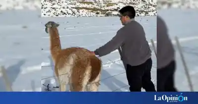 El momento en que Claudio Vidal liberó a un guanaco atrapado en un alambrado