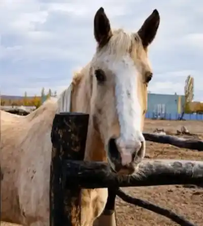 Una yegua desapareció en Neuquén y temen que corra la misma suerte que Peteco