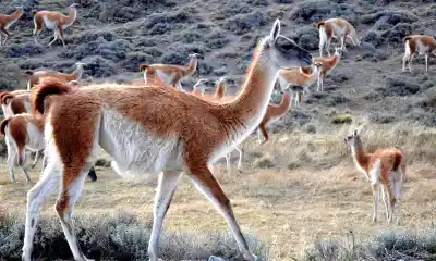 ¿Qué se decidirá en la cumbre que pondrá en agenda la carne de guanaco?