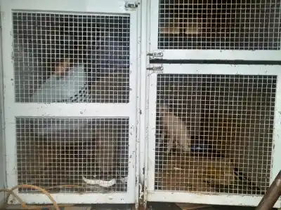 Allanamiento en Posadas: secuestraron 14 animales y la dueña quedó bajo la lupa judicial