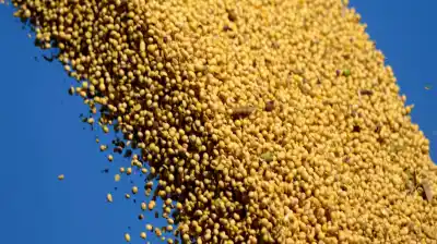 El campo respira: la soja y los cereales arrancan la semana con fuertes subas