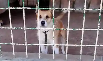 El perro Perejil cambiará de hogar: el acuerdo judicial que lo llevará al refugio Los Callejeros