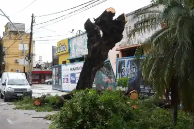 Indignación en pleno centro: particulares cortan árboles en una esquina emblemática