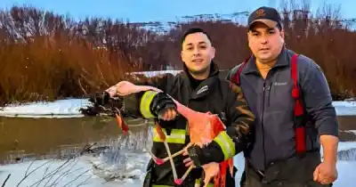 Un flamenco atrapado en líneas de pesca en El Calafate fue rescatado por bomberos