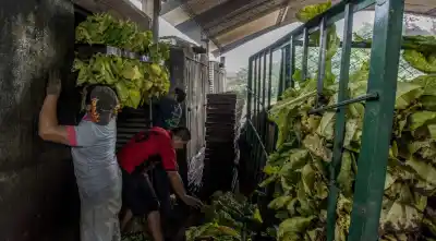 La Cámara del Tabaco de Salta apunta contra dos cigarreras por deudas millonarias al FET