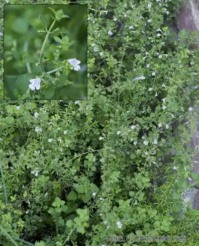Taller gratuito en Unquillo: reconocé plantas medicinales y celebrá la Pachamama