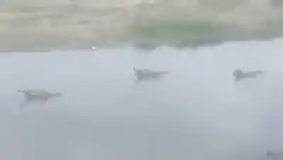 Impactante video en San Cayetano: hallan varios caballos muertos en el río Salí