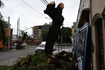 Poda sin permiso en pleno centro: la Municipalidad aplicó duras multas y amenaza con la pena máxima
