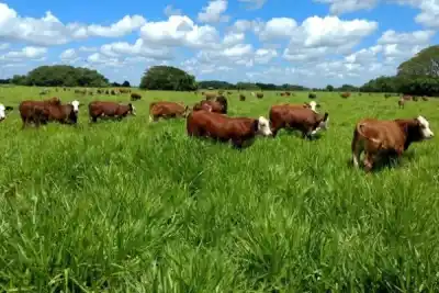 El Niño se acerca: el INTA revela cuáles son las zonas de Corrientes que podrían quedar bajo agua