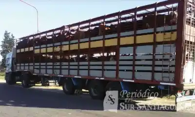 Un tráiler cargado de burros, cuatro demorados y una denuncia que estremece a Avellaneda