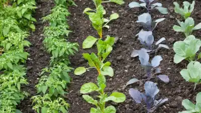 ¿Crees que llegás tarde con la huerta? Estas verduras todavía podés sembrar en agosto