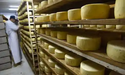 El queso de Tafí del Valle se prepara para un cambio histórico que lo pondrá en el mapa mundial