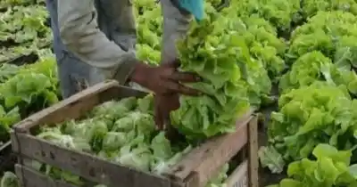 Después de 20 años, la Provincia revelará un secreto: ¿qué esconden los productores hortiflorícolas?
