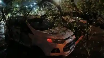 El temporal que azotó Corrientes: qué pasó con los árboles caídos y los anegamientos