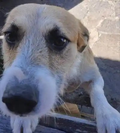 Misterio en el traslado de “Perejil”: por qué no dejaron filmar la entrega del perro acusado de matar a Alma