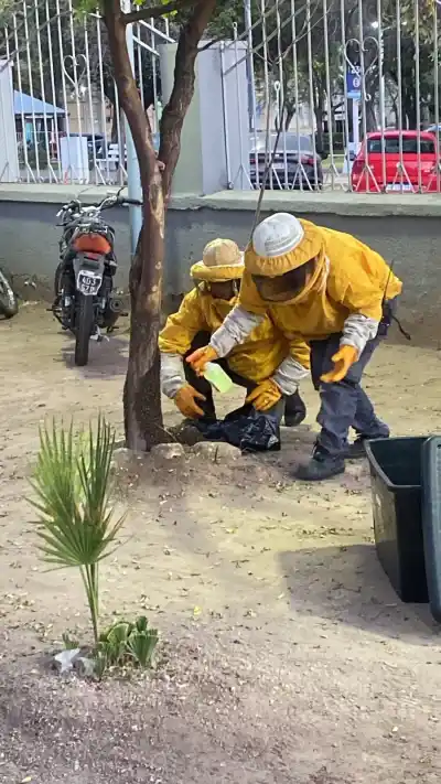 Un enjambre de abejas en una escuela de La Rioja desató un operativo que sorprendió a todos