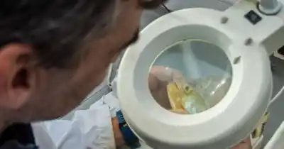 El misterio de los peces del Río de la Plata: qué reveló un año de monitoreo entre Ensenada y Berisso