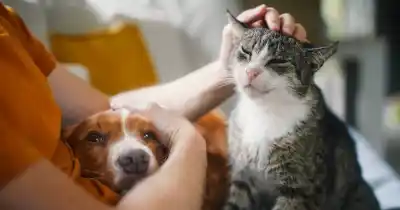 Nuevo seguro para mascotas del Banco Provincia: qué cubre y cómo contratarlo