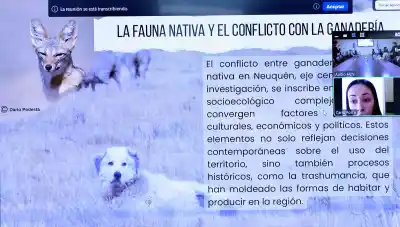 Perros que salvan rebaños: el documental que revela cómo evitaron la matanza del ganado