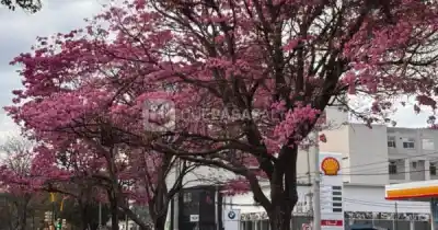 El paisaje que enamora: los primeros lapachos ya tiñen de color una de las avenidas más transitadas de Salta