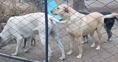 La mujer que rescata cachorros quemados y organiza castraciones gratuitas en Los Compartos