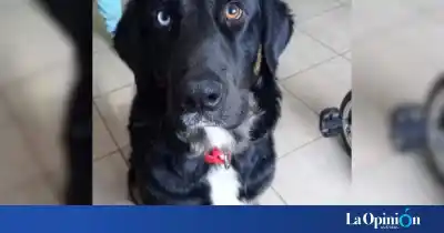 La desesperada búsqueda de fondos para que “Capitán” pueda reencontrarse con su familia en Formosa