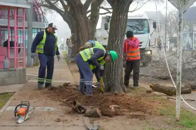 El plan que busca blindar a General Pico contra los temporales: así renuevan su arbolado urbano