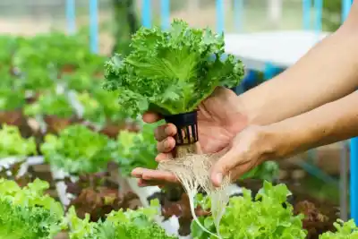 Lanzan curso de hidroponía con certificación oficial: conocé los detalles