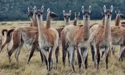 El censo de guanacos prometido por el Gobierno: ¿podrá frenar la sobrepoblación?
