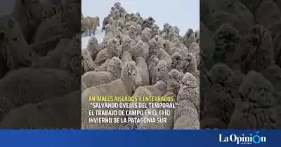 El drama de las ovejas bajo la nieve: el increíble rescate que conmueve a Santa Cruz