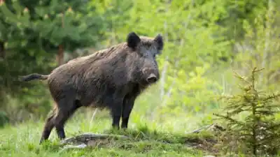 Cazaron un jabalí en La Pampa y el análisis reveló un peligro invisible