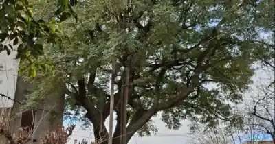 Alerta en el barrio Hipódromo: un árbol gigante amenaza con caer y ya rompió caños y veredas